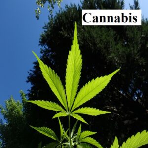 Cannabis