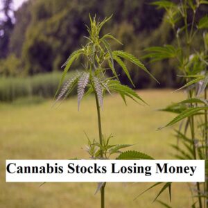 Cannabis Companies Losing Money